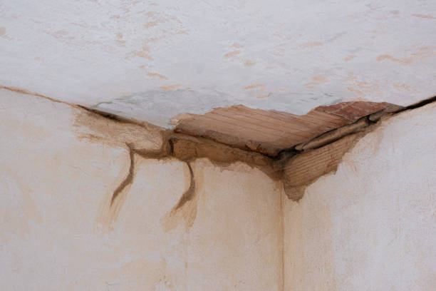 Best Local water damage restoration  in Wilsons Mills, NC