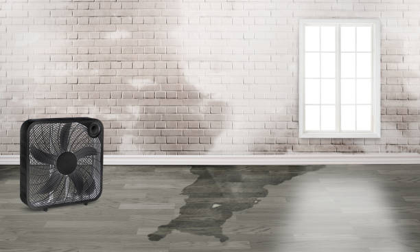 Best Carpet water damage restoration  in Wilsons Mills, NC